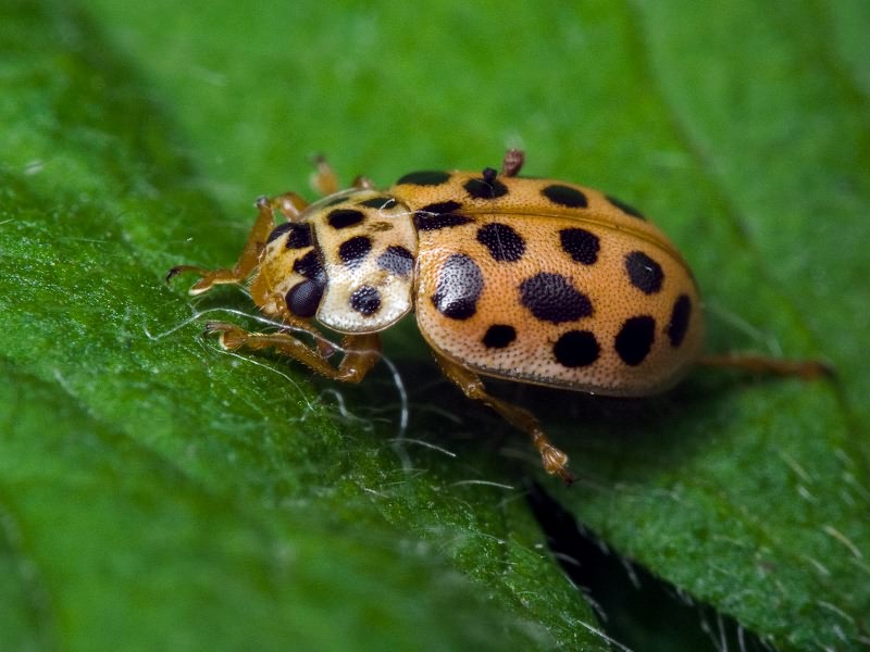 Anisosticta novemdecimpunctata (Linnaeus, 1758)